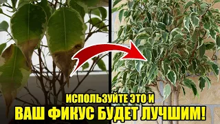 Правильный Уход За Фикусом В Домашних Условиях / Лучшая Подкормка Для Роста И Развития Фикуса