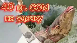 Бешеный клёв! Ловлю огромных сомов и Осетра на удочку  на ПОПЛАВОК. #рыбалка #낚시 #fishing