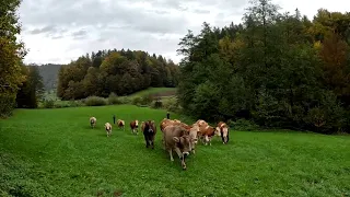 Cows on the Move | Grazing on a Small Dairy Farm