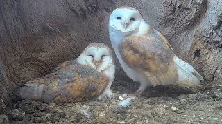 These Barn Owl Chicks Have the Best Owl Dad | Gylfie & Finn | Robert E Fuller