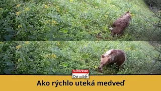 Ako rýchlo uteká medveď ⛰🏃‍♂️🐻⛰