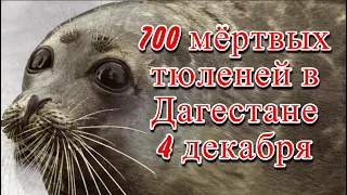 В Дагестане нашли около 700 мертвых тюленей на берегу Каспийского моря