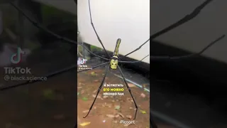 банановый паук