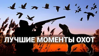 Лучшие моменты ОХОТ НА УТКУ И ГУСЯ. Только выстрелы и съемка с дрона.