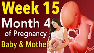15 Week of Pregnancy - Baby Development in WOMB |  Month 4 of Pregnancy - Mother and Baby in Womb