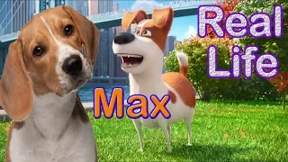 The Secret Life Of Pets Characters In Real Life | Cartoons Characters IRL