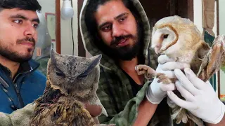 FIRSt-AID to the 'RARE  INDIAN OWLs' |" भारतीय स्कूप्स उल्लू"