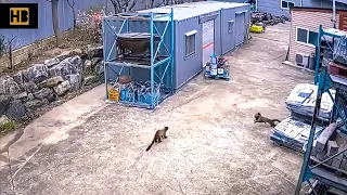 Weasel Hunting Cat with the Help of Partner. Weasel vs Cat #WeaselAttack #AnimalAttack #Weasel