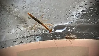 Chinese Mantis VS Mosquito