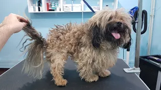 Grooming A Very Matted Mix Breed