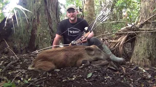 Wild Boar Down! Stickbows for Wild Pigs