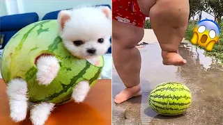 Cute Pomeranian Puppies Doing Funny Things #22 🐶 Cute and Funny Dogs 2024 - VN Pets