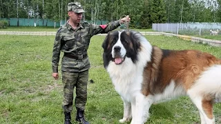 Moscow Watchdog - Gentle Giant and Powerful Protector
