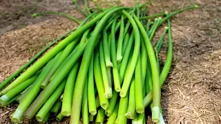 Easy & Simple Onion Flower Fry Recipe by our Grandmother | Village Food Recipe