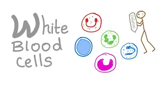 White Blood Cells (WBCs) | Your body’s Defense | Hematology