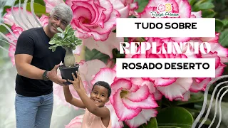 Tudo que você precisa saber sobre o replantio de sua Rosa do Deseerto