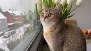 Tiny Kitten Gazing Out the Window