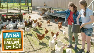 Ein wilder Hühnerhaufen | Anna auf dem Bauernhof |  #2