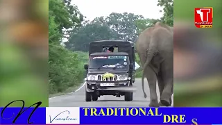 #Takshak24India Wild Elephant Shocking Attack On Van On The Wild Road