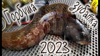 Горбуша 2023, рыбалка на Белом море, треска , селёдка , Pink salmon 2023, fishing on the White Sea