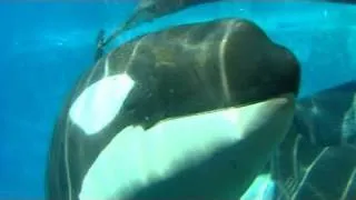 Sea World Cited in Trainer's Death