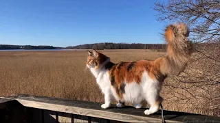 Maine Coon Cat: Sees Her Reflection In The Water