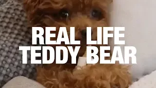 This Dog Looks Like A Real Life Teddy Bear