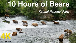Over 10 Hours of Brown Bears In 4k High Definition - Video for Dogs, Cats, Pets, and People.