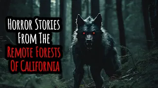 Horror Stories From The Remote Forests Of California
