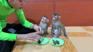 All baby monkey waiting mommy prepare sweet jelly for eating