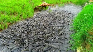 amazing fishing ! A fisherman skill Catch fish a lot on twine waterways by best hand at rice field