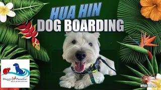 Doggy Paradise | Dog Boarding in Hua Hin Thailand | 10 minutes of pure Westie fun