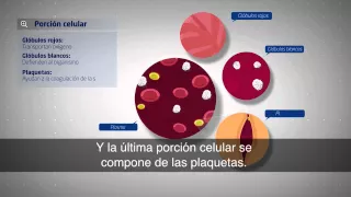 Cuerpo Humano: ¿Qué ocurre cuando donamos sangre?