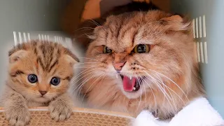 A cute kitten who gets frightened by the threat of his predecessor, Noah, is so cute