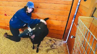 Hold still, mama -- we gotta pull these babies! (goat birth labor & delivery)