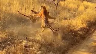 tiger vs tiger fight "tiger vs tiger real fight"wildlife Africa two male tiger until death #tiger