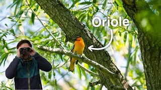 Orioles and Warblers While Birding Along the Jordan River
