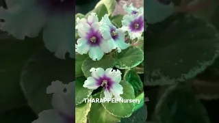 African violets | Tharappel nursery #short #shortsyoutube #plants #plantsonline #tharappelnursery