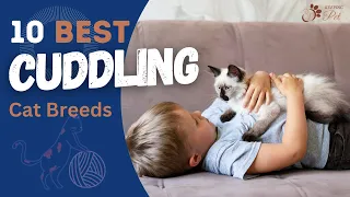 Discover the Top 10 Breeds for Snuggles and Affection!