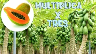 Planta y multiplica tu papaya X 3 en casa en maceta y en suelo