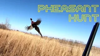 Pheasant Hunting Hunt Club