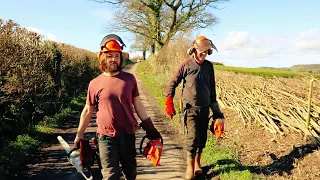 Hedge laying - North Somerset Style