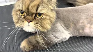 Badly matted Persian cat after full clip