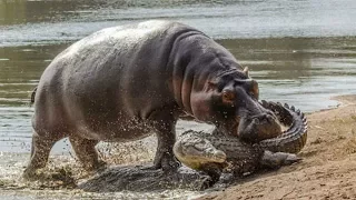 Бегемот напал на крокодила Бегемота против крокодила ⁄ Уникальные кадры Amazing Animals TV 1