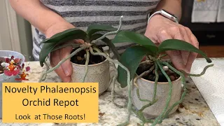 How to Repot a Novelty Phalaenopsis Orchid with LONG Aerial Roots | Orchid Repot with Aerial Roots