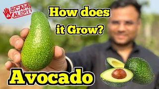 What is Avocado?? Israel की technology से भारत में होगी अवाकाडो की खेती!! #avocado  #healthyfood