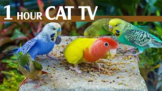 Feathered Friends: 1 Hour Of Epic Bird Watching For Your Feline Companion - Video For Cats