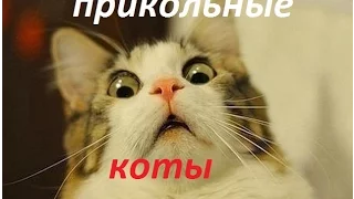 ПРИКОЛЫ С КОТАМИ 2016/ ПОДБОРОЧКА №1