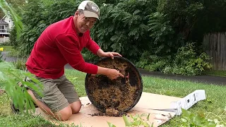 Harvesting Sweet potatoes that were a little over planted in a container and what I learned.