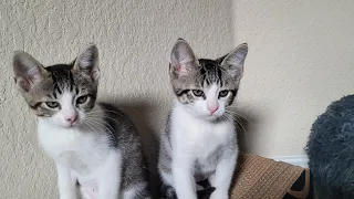 2 Mins of Kittens Playing